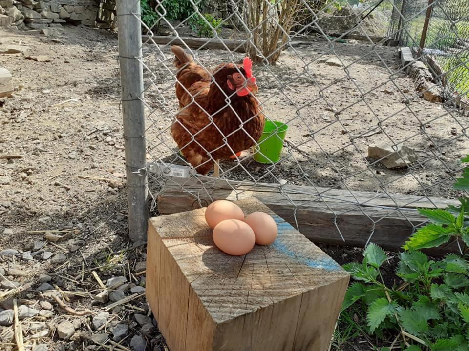Penzion Mala Farma Nemojany Eksteriør billede